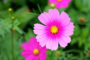 花卉入门 从零开始的园艺之旅