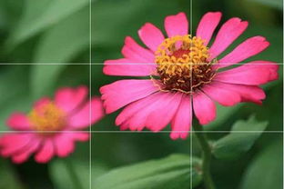 又到一年拍花时 超全花卉摄影技巧全攻略