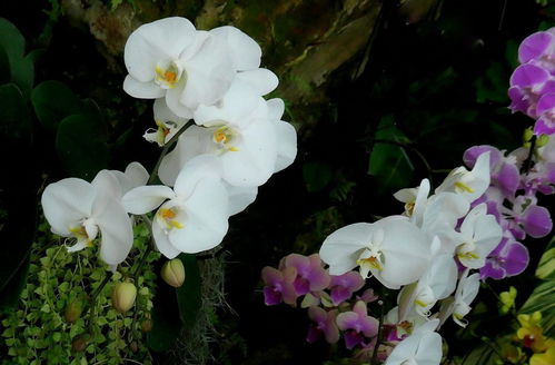 植物园花卉展 春日芬芳，万紫千红