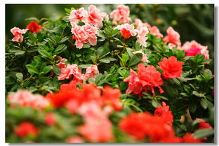 花卉 自然的艺术瑰宝