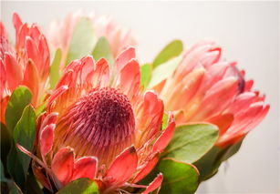 进口红火球帝王花 花卉中的尊贵之星