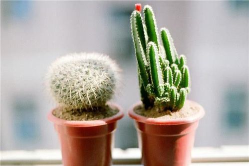 浑身是刺的仙人掌，云南人为何能当水果嚼？园艺种植技术解析