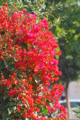 漳州三举措打造三角梅特色产业，花卉种植技术咨询助力产业升级