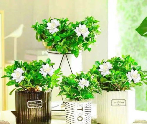 春日芬芳满室香 必养的4种“香水花”，典雅又好养