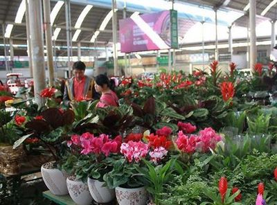 藏在农村不起眼的暴利商机 花卉种植技术咨询