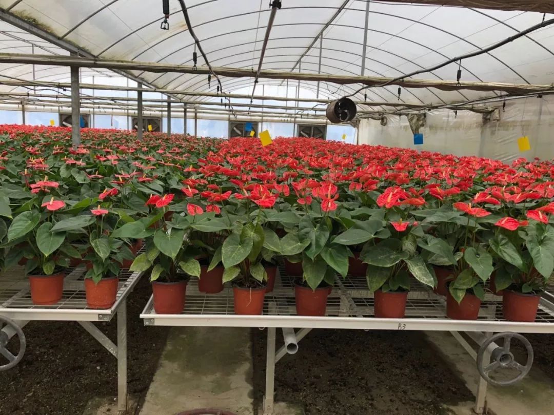 绿色阳光农业生态公司 花卉苗木生态种植的技术示范与咨询服务