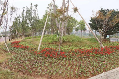 60万株精品花卉扮靓城区 城市园艺新篇章与花卉种植技术探析