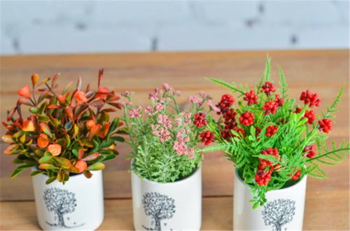 羽衣甘蓝 名字如诗不畏寒，三招养出春日锦绣球