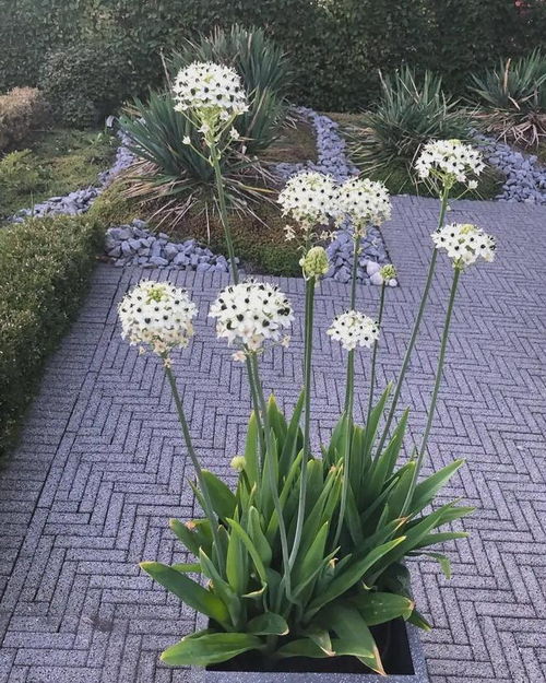 切花虽贵种球廉，伯利恒之星养护全解析