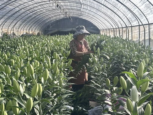 冬日百合抢鲜上市 江川区花卉种植技术咨询指南