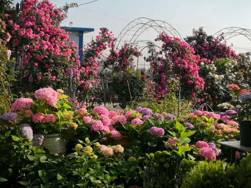 初夏寻芳华馨园，花卉种植学问深