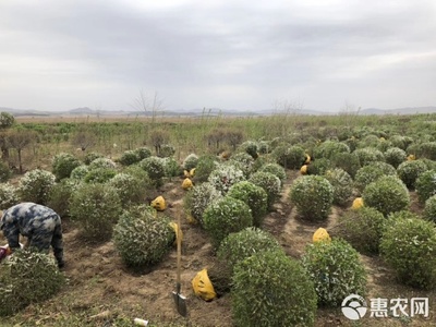 珍珠绣线菊球与雪柳选购指南及养护技术咨询