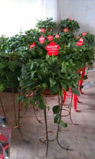 绿意生活，从专业服务开始——您的绿化苗木与花卉种植专家