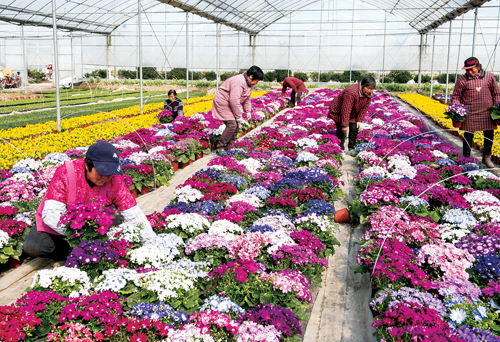 江苏海安 “花卉工厂”育苗忙，花卉种植技术咨询助力产业崛起