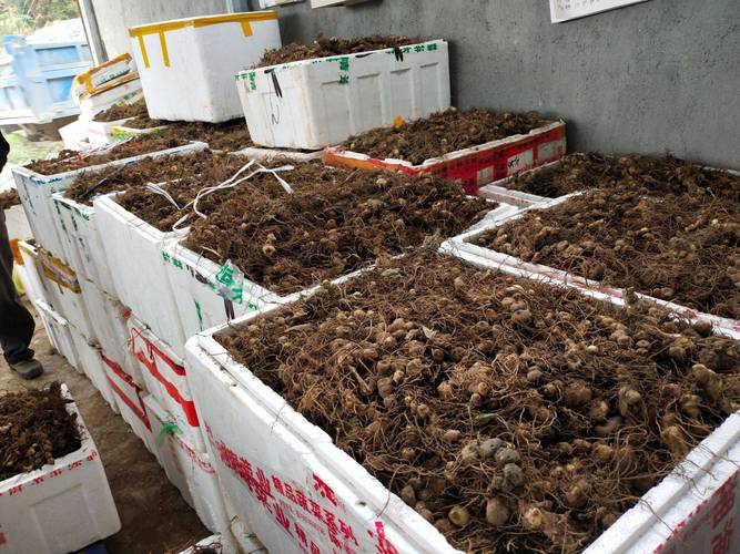 花黄精品种,种苗,种茎,可根据客户需求分等级挑选,提供相应的种植技术
