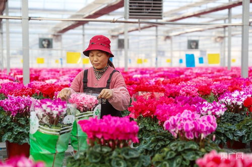 山东青岛花卉经济产销两旺，产业融合促发展