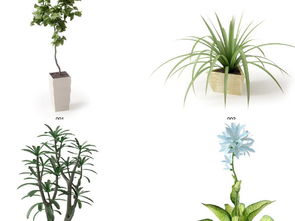 现代绿植盆栽 陶罐花卉美学与种植技术全攻略