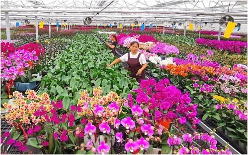 陕西推出18条冬季乡村休闲旅游精品线路 助力花卉产业升级