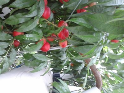 雾培草地桃园重要配套技术 桃的气雾快繁