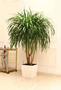 天津花卉租赁与种植技术全攻略