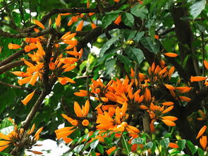 南湖花卉种植技术咨询指南